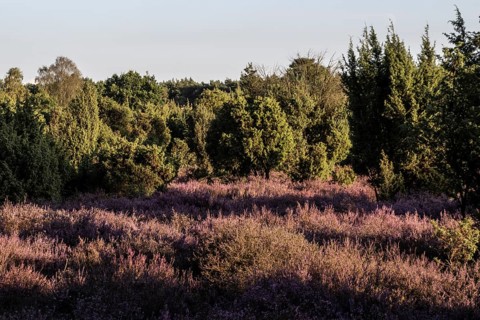Heath landscape with heather (Calluna vulgaris) and juniper (Juniperus communis), Emsland, Lower