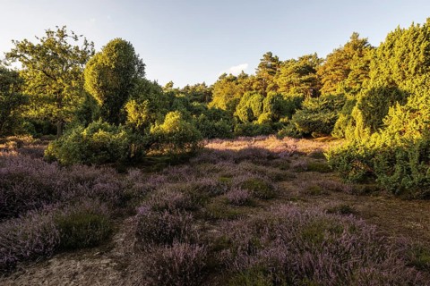 Heath landscape with heather (Calluna vulgaris) and juniper (Juniperus communis), Emsland, Lower
