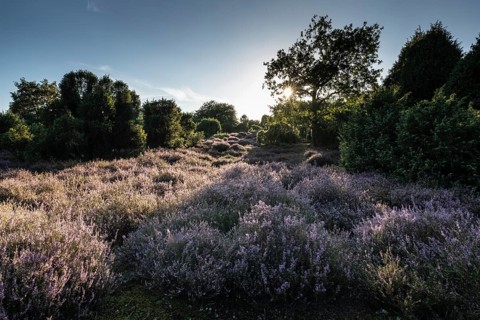 Heath landscape with heather (Calluna vulgaris) and juniper (Juniperus communis), Emsland, Lower