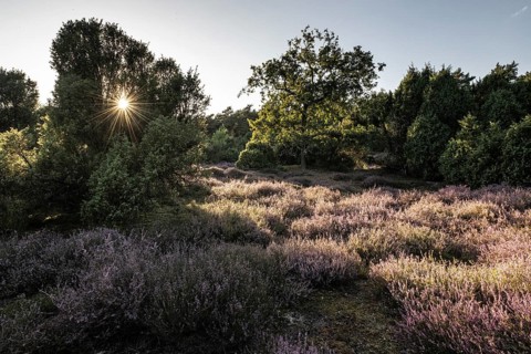 Heath landscape with heather (Calluna vulgaris) and juniper (Juniperus communis), Emsland, Lower
