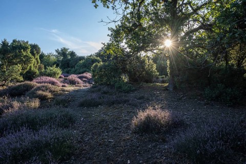 Heath landscape with heather (Calluna vulgaris) and juniper (Juniperus communis), Emsland, Lower