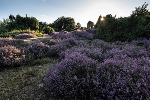 Heath landscape with heather (Calluna vulgaris) and juniper (Juniperus communis), Emsland, Lower
