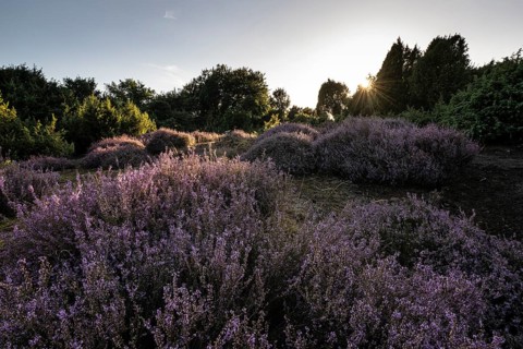 Heath landscape with heather (Calluna vulgaris) and juniper (Juniperus communis), Emsland, Lower