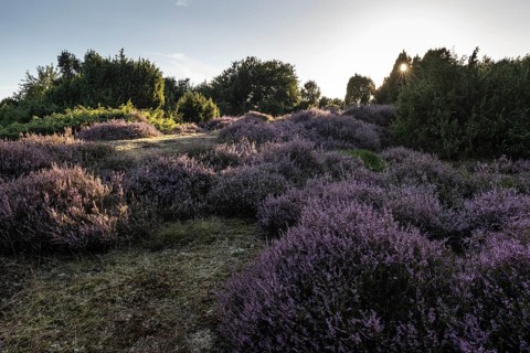 Heath landscape with heather (Calluna vulgaris) and juniper (Juniperus communis), Emsland, Lower