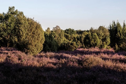 Heath landscape with heather (Calluna vulgaris) and juniper (Juniperus communis), Emsland, Lower