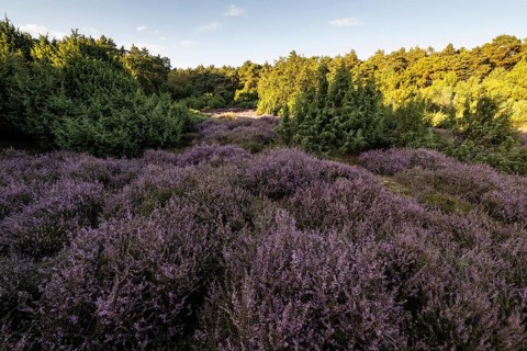 Heath landscape with heather (Calluna vulgaris) and juniper (Juniperus communis), Emsland, Lower