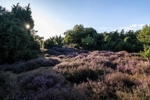 Heath landscape with heather (Calluna vulgaris) and juniper (Juniperus communis), Emsland, Lower