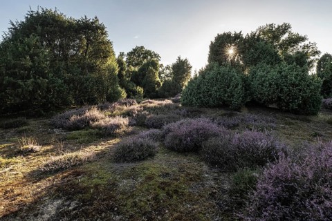 Heath landscape with heather (Calluna vulgaris) and juniper (Juniperus communis), Emsland, Lower