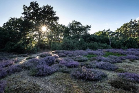 Heath landscape with heather (Calluna vulgaris) and juniper (Juniperus communis), Emsland, Lower