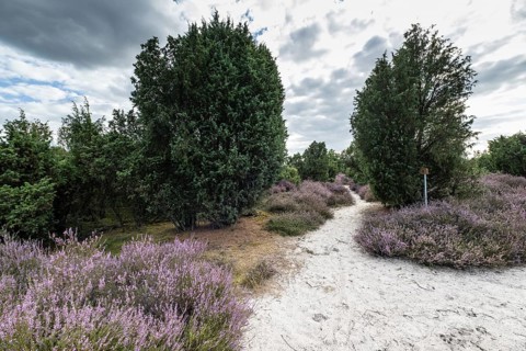 Heath landscape with heather (Calluna vulgaris) and juniper (Juniperus communis), Emsland, Lower