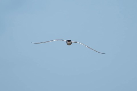 Common tern (Sterna hirundo) adult bird in flight in a blue sky, England, United Kingdom