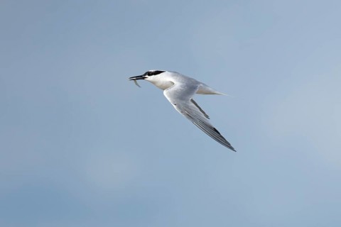 Sandwich tern (Thalasseus sandvicensis) adult bird with a fish in its beak in flight, England,
