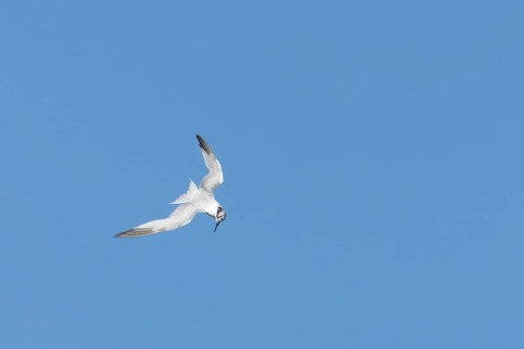Sandwich tern (Thalasseus sandvicensis) adult bird in flight, England, United Kingdom