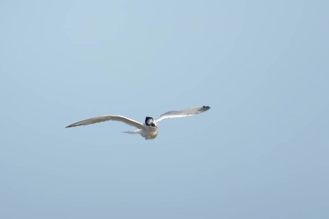 Sandwich tern (Thalasseus sandvicensis) adult bird shaking in flight, England, United Kingdom