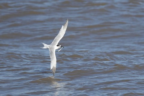 Sandwich tern (Thalasseus sandvicensis) adult bird with a fish in its beak in flight over the sea,