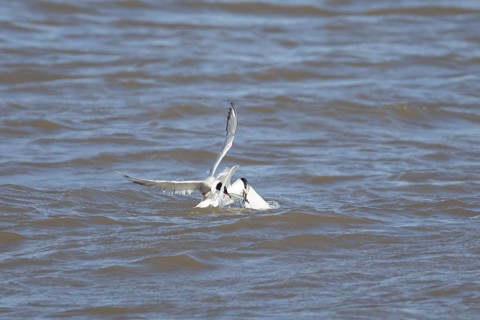 Common tern (Sterna hirundo) and Sandwich tern (Thalasseus sandvicensis) adult birds fighting over