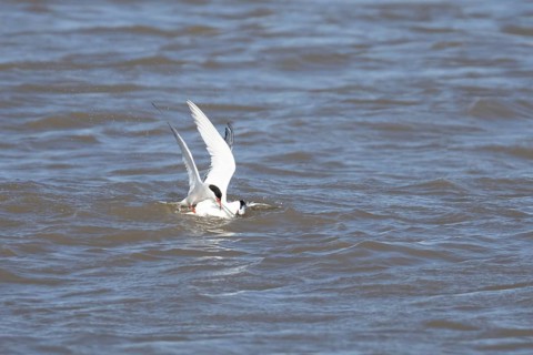 Common tern (Sterna hirundo) and Sandwich tern (Thalasseus sandvicensis) adult birds fighting over
