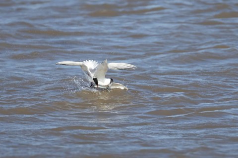 Common tern (Sterna hirundo) and Sandwich tern (Thalasseus sandvicensis) adult birds fighting over