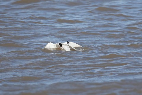 Common tern (Sterna hirundo) and Sandwich tern (Thalasseus sandvicensis) adult birds fighting over
