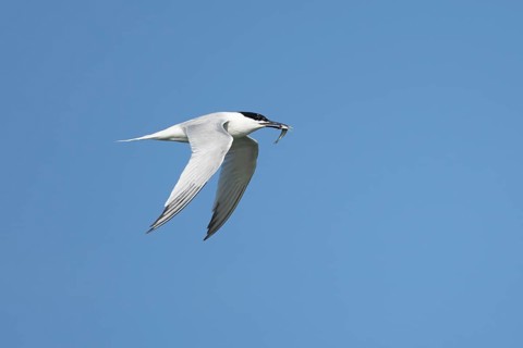 Sandwich tern (Thalasseus sandvicensis) adult bird with a fish in its beak in flight in a blue sky,