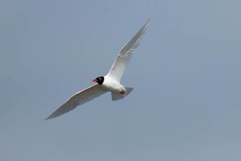 Mediterranean gull (Ichthyaetus melanocephalus) adult bird in flight in a blue sky, England, United