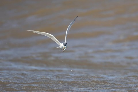 Sandwich tern (Thalasseus sandvicensis) adult bird with a fish in its beak in flight over the sea,