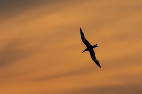Sandwich tern (Thalasseus sandvicensis) silhouette of an adult bird with a fish in its beak in