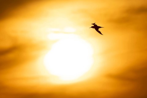 Sandwich tern (Thalasseus sandvicensis) silhouette of an adult bird in flight at sunset, England,