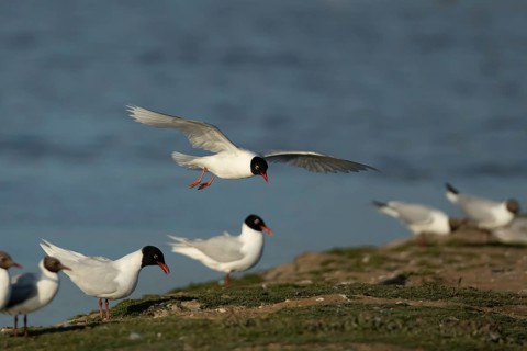 Mediterranean gull (Ichthyaetus melanocephalus) adult bird in flight coming into land on an island,
