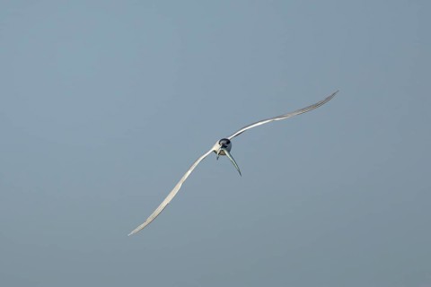 Sandwich tern (Thalasseus sandvicensis) adult bird with a fish in its beak in flight, England,