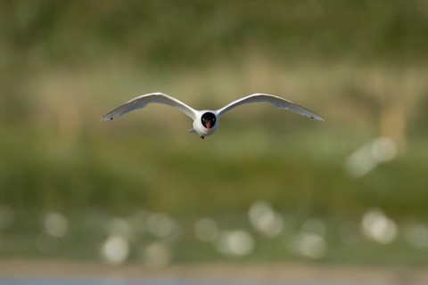 Mediterranean gull (Ichthyaetus melanocephalus) adult bird in flight, England, United Kingdom