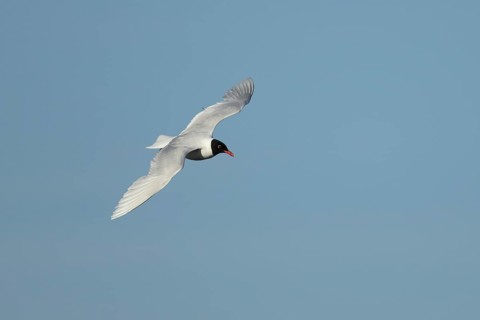 Mediterranean gull (Ichthyaetus melanocephalus) adult bird in flight in a blue sky, England, United