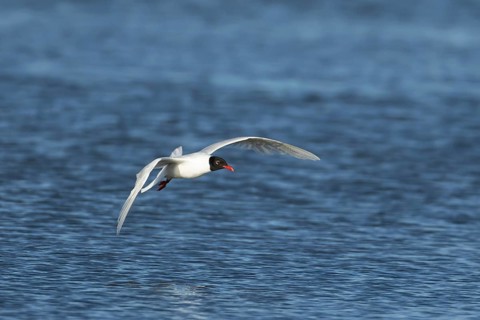Mediterranean gull (Ichthyaetus melanocephalus) adult bird in flight, England, United Kingdom