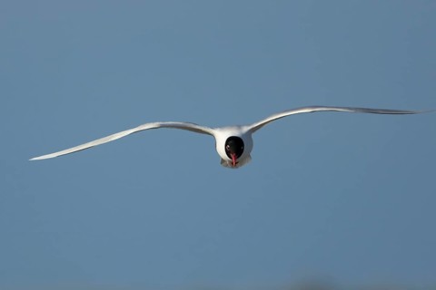 Mediterranean gull (Ichthyaetus melanocephalus) adult bird in flight in a blue sky, England, United