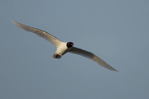 Mediterranean gull (Ichthyaetus melanocephalus) adult bird in flight in a blue sky, England, United