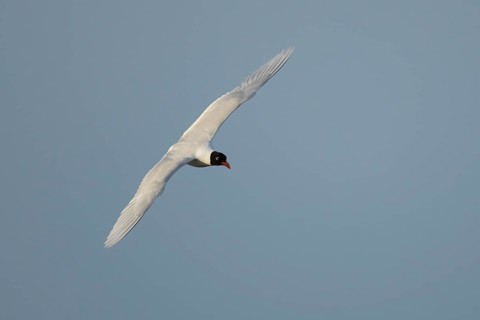 Mediterranean gull (Ichthyaetus melanocephalus) adult bird in flight in a blue sky, England, United