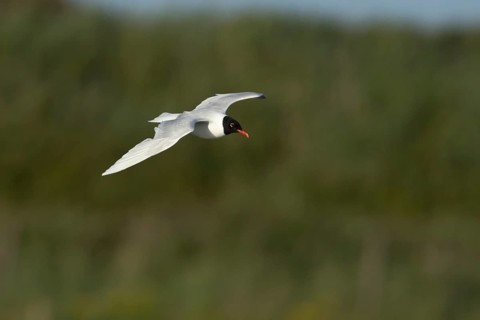 Mediterranean gull (Ichthyaetus melanocephalus) adult bird in flight, England, United Kingdom