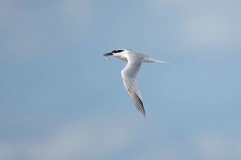 Sandwich tern (Thalasseus sandvicensis) adult bird with a fish in its beak in flight, England,