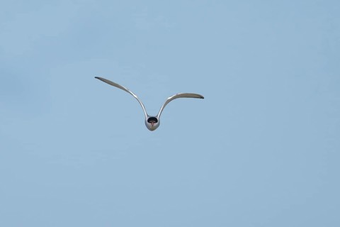 Common tern (Sterna hirundo) adult bird in flight in a blue sky, England, United Kingdom