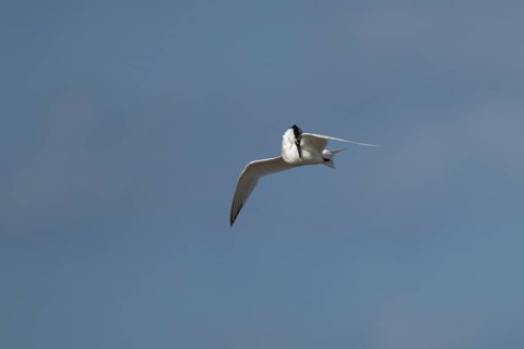 Sandwich tern (Thalasseus sandvicensis) adult bird preening in flight in a blue sky, England,