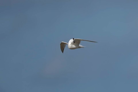 Sandwich tern (Thalasseus sandvicensis) adult bird preening in flight in a blue sky, England,