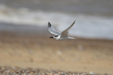Sandwich tern (Thalasseus sandvicensis) adult bird in flight over a beach, England, United Kingdom