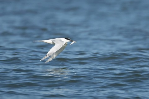 Sandwich tern (Thalasseus sandvicensis) adult bird with a fish in its beak in flight over the sea,