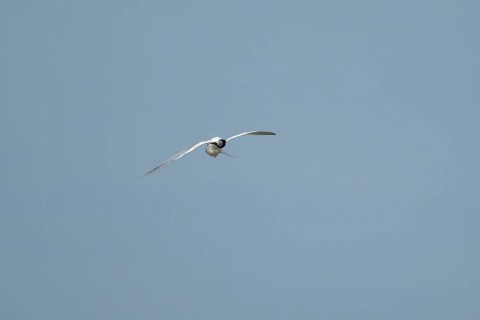 Sandwich tern (Thalasseus sandvicensis) adult bird preening in flight in a blue sky, England,