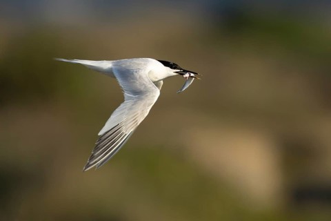 Sandwich tern (Thalasseus sandvicensis) adult bird with a fish in its beak in flight, England,