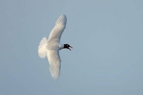 Mediterranean gull (Ichthyaetus melanocephalus) adult bird in flight in a blue sky, England, United