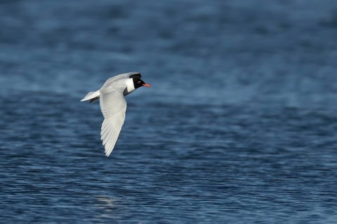 Mediterranean gull (Ichthyaetus melanocephalus) adult bird in flight in a blue sky, England, United