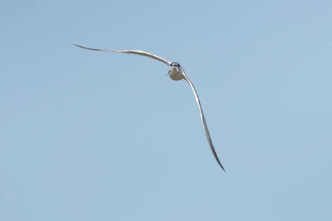 Sandwich tern (Thalasseus sandvicensis) adult bird with a fish in its beak flying, England, United