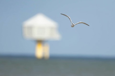 Sandwich tern (Thalasseus sandvicensis) adult bird in flight over the sea, England, United Kingdom