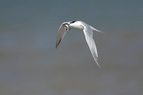 Sandwich tern (Thalasseus sandvicensis) adult bird with a fish in its beak in flight over the sea,